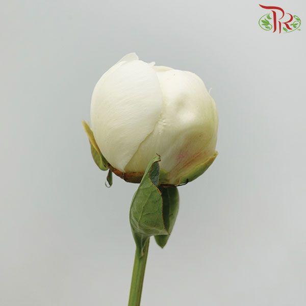 Peony - Bowl Of Cream (2 Stems)***Small Size - Pudu Ria Florist