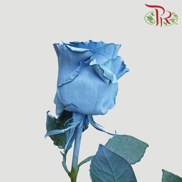 Ceres Rose - Green & Light Blue (10 Stems) - Pudu Ria Florist