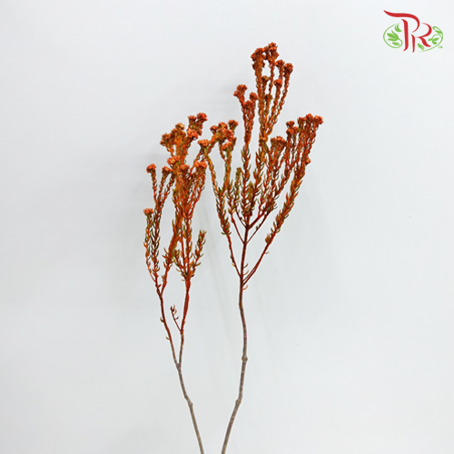 Phylica Pinea Cerise - Orange (Per Bunch) - Pudu Ria Florist