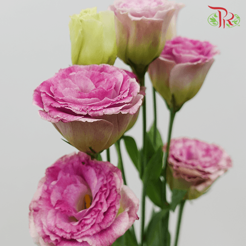 Eustoma - Antique Pink (10 Stems) - Pudu Ria Florist
