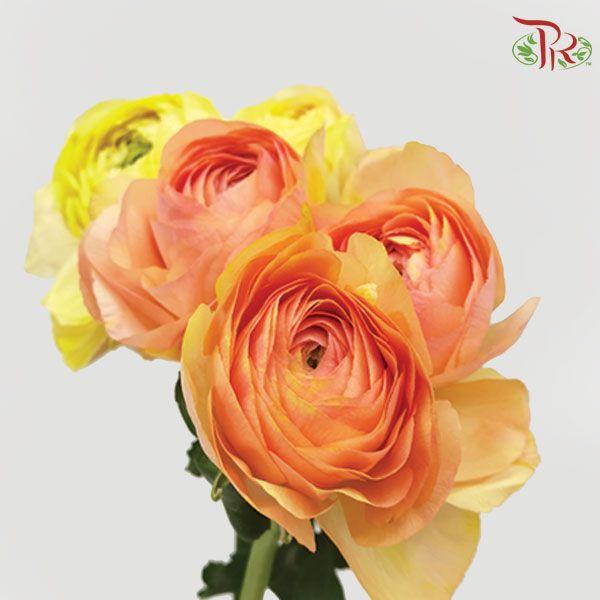 Ranunculus - Grand Pastel Peach (5 Stems) - Pudu Ria Florist