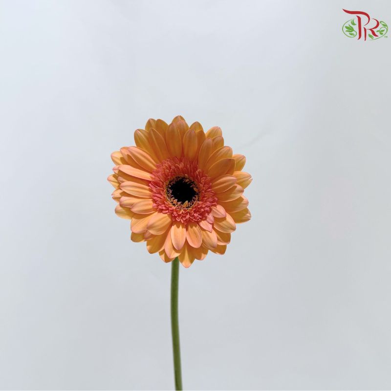 Gerbera
