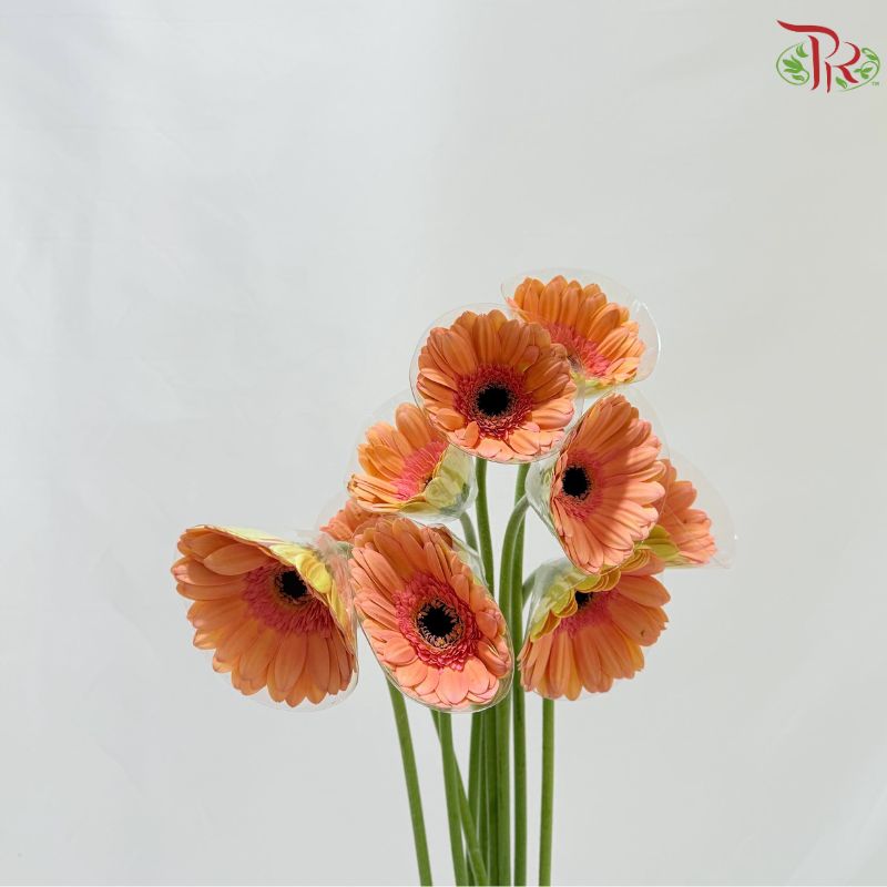 Gerbera