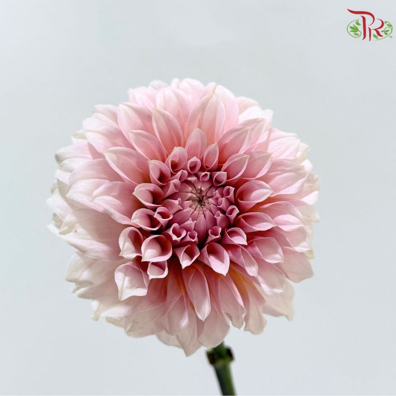 Dahlia Hybrida 《大丽花》