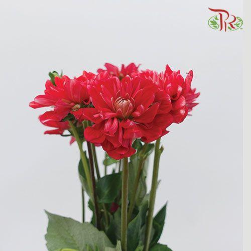 Dahlia - Red (Per Bunch) - Pudu Ria Florist