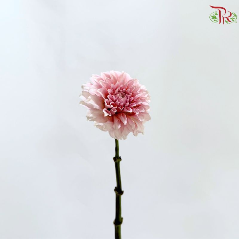 Dahlia Hybrida 《大丽花》
