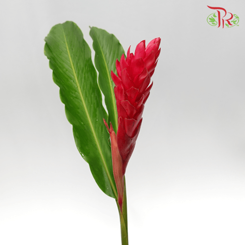 Alpinia / Ginger Red - Grade B (5 Stems) - Pudu Ria Florist