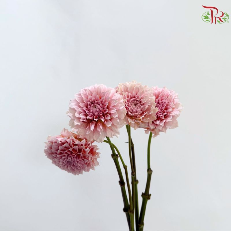 Dahlia Hybrida 《大丽花》