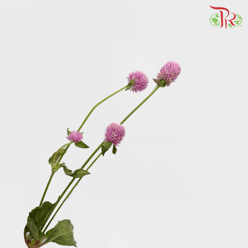 Gomphrena - Pink (10 Stems) - Pudu Ria Florist