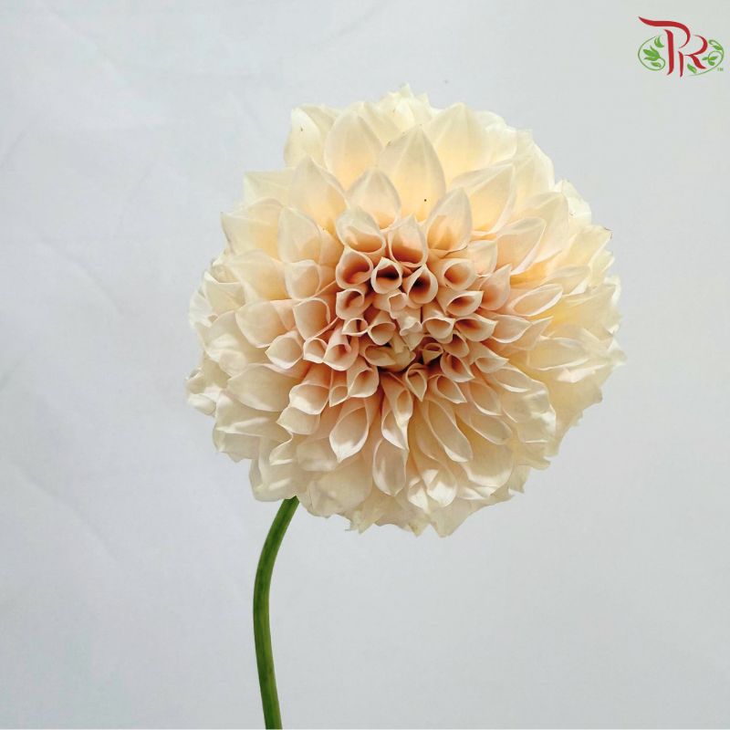Dahlia Hybrida 《大丽花》