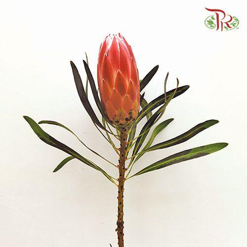 Protea Liebencherry - (2 Stems) - Pudu Ria Florist