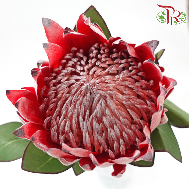 Artificial Protea Spray - Per Stem