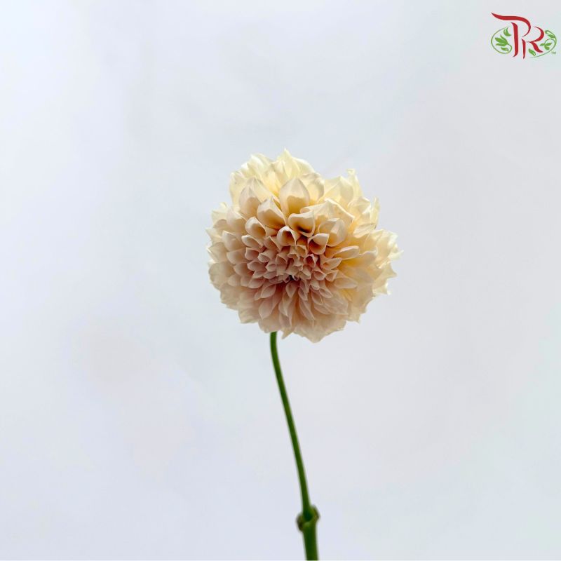 Dahlia Hybrida 《大丽花》