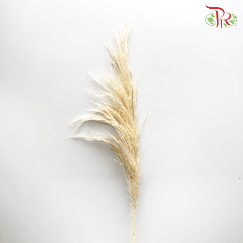 Cortaderia Pampas Natural - 5 Stems - Pudu Ria Florist