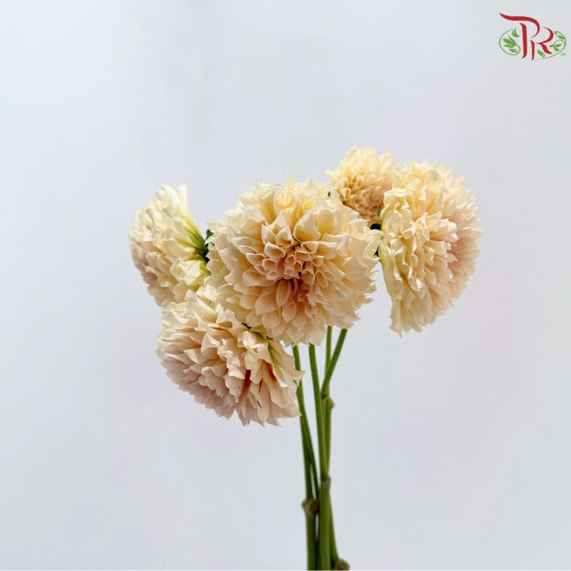 Dahlia Hybrida 《大丽花》