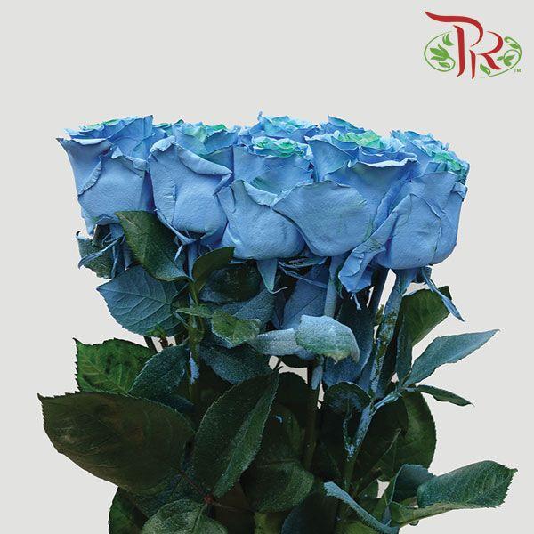 Ceres Rose - Green & Light Blue (10 Stems) - Pudu Ria Florist