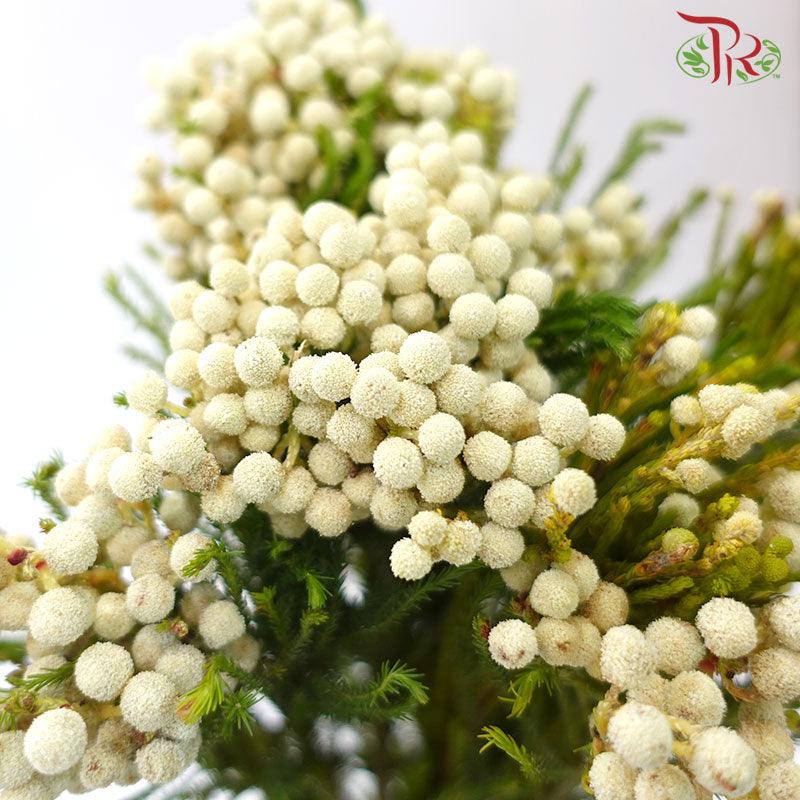 Berzelia Lanuginosa White - (8-10 Stems) - Pudu Ria Florist