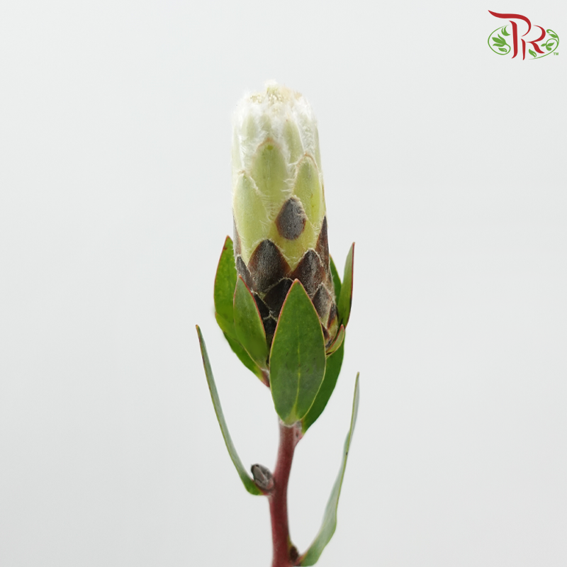Protea Ivy White