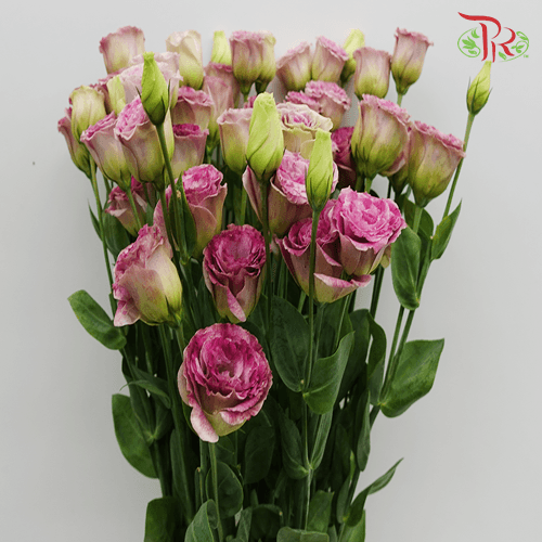 Eustoma - Antique Pink (10 Stems) - Pudu Ria Florist