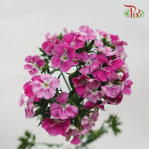 Phlox - Pink (Per Bunch) - Pudu Ria Florist