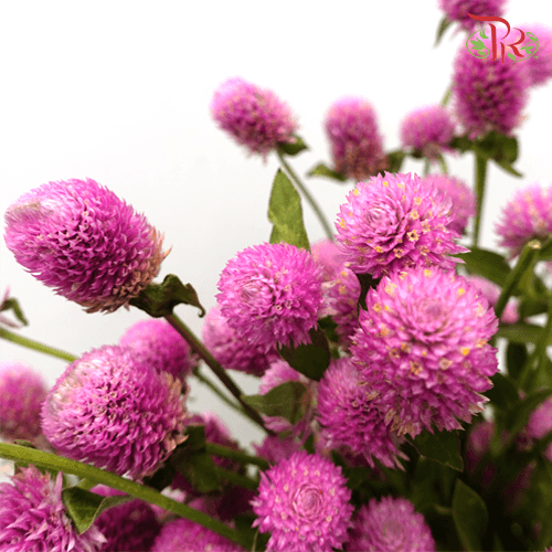 Gomphrena - Pink (10 Stems) - Pudu Ria Florist