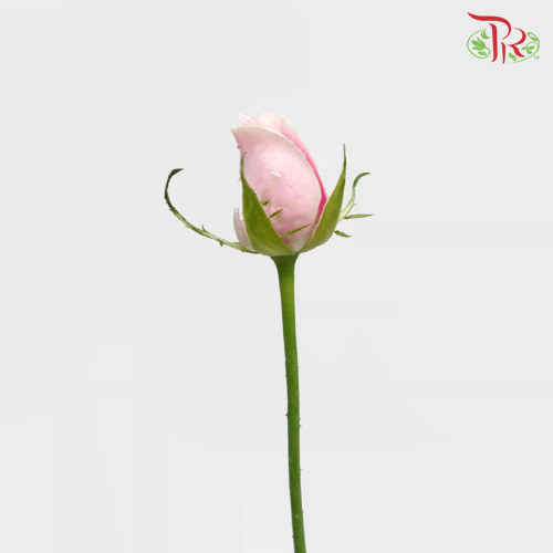 Rose - Mariah Pink (10 Stems) - Pudu Ria Florist