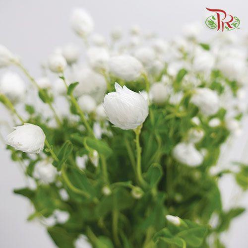 Rhodanthe - White (Per bunch) - Pudu Ria Florist