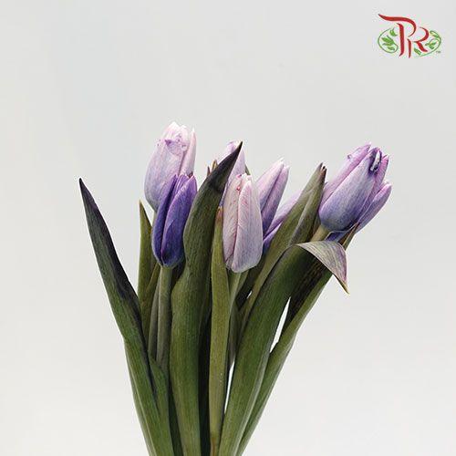 Tulip - Dyed Purple (9-10 Stems) - Pudu Ria Florist