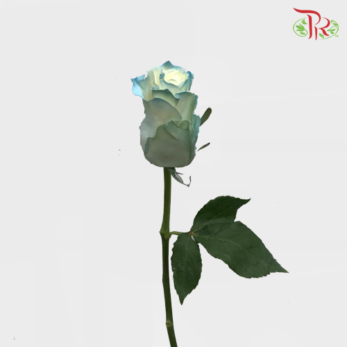 Ceres Rose - White Sky (10 Stems) - Pudu Ria Florist