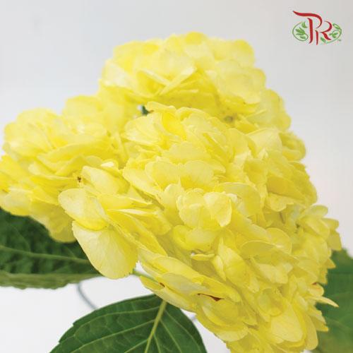 Hydrangea - Dyed Yellow (Per Stem) - Pudu Ria Florist