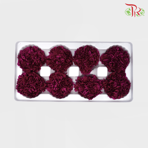 8 Bloom Preservative Carnation - Purple-Purple-China-prflorist.com.my