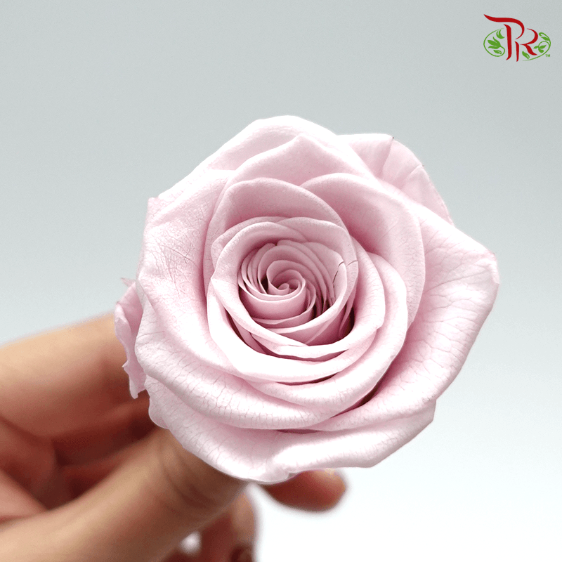 8 Bloom Rose - Extra Light Pink-Pink-China-prflorist.com.my