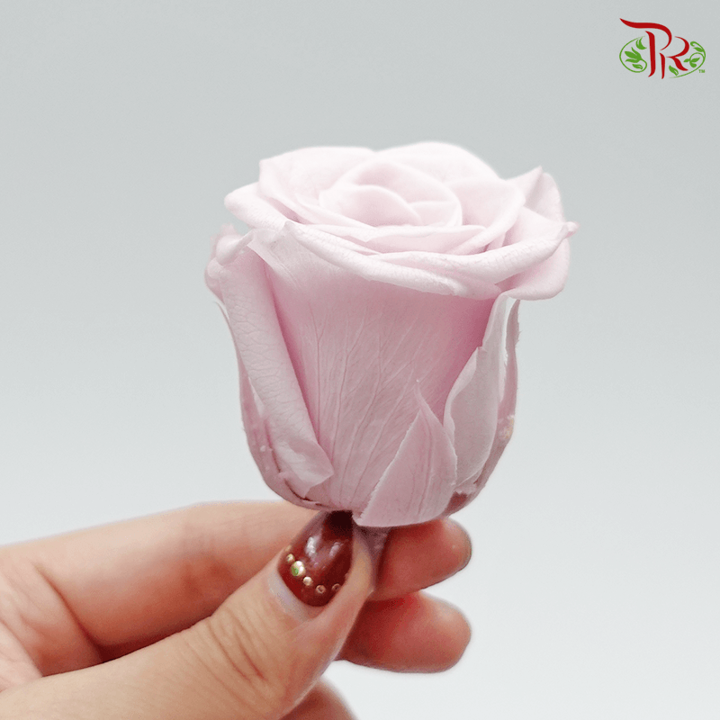 8 Bloom Rose - Extra Light Pink-Pink-China-prflorist.com.my