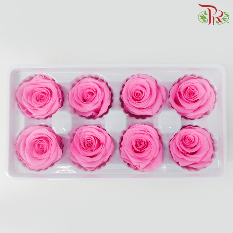 8 Bloom Rose - Neon Pink-Neon Pink-China-prflorist.com.my