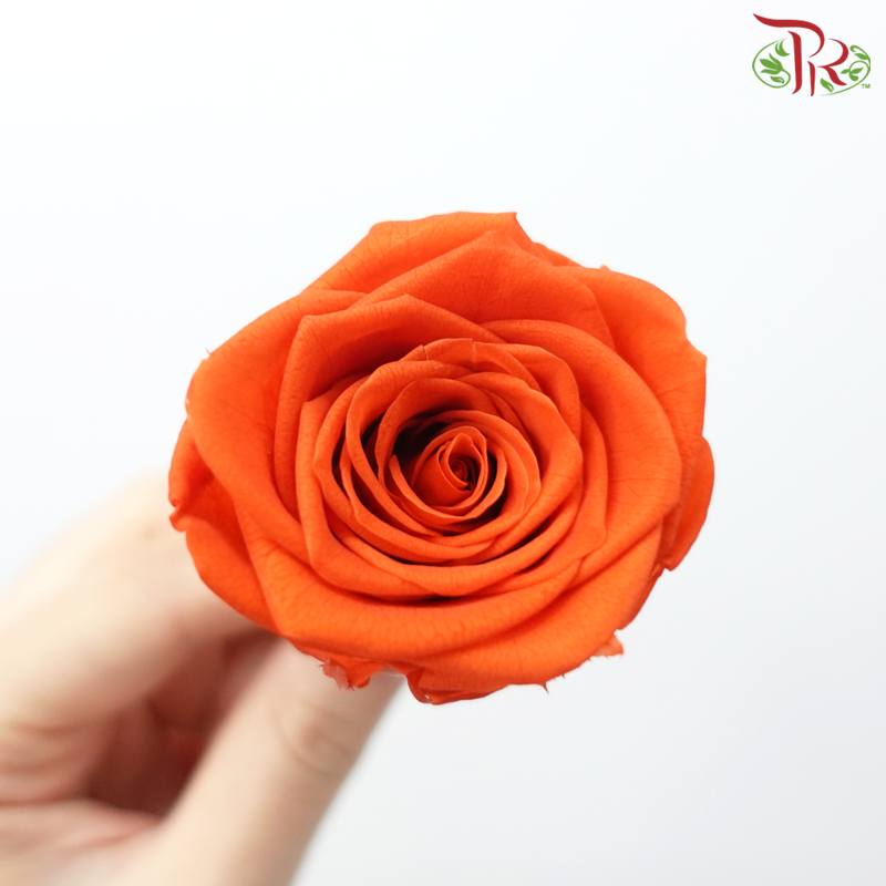 8 Bloom Rose - Orange-Orange-China-prflorist.com.my