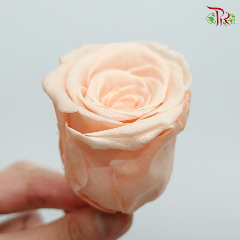 8 Bloom Rose - Peach-Peach-China-prflorist.com.my