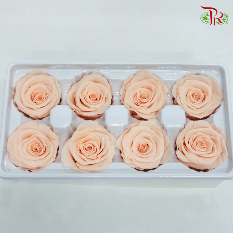 8 Bloom Rose - Peach-Peach-China-prflorist.com.my