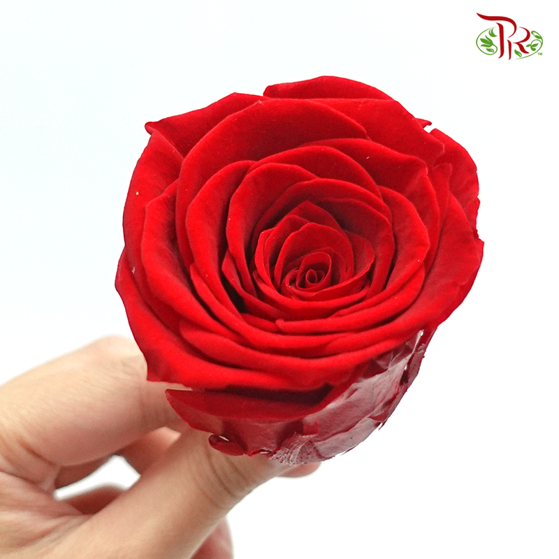 8 Bloom Rose - Red-Red-China-prflorist.com.my