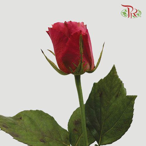Rose - Red First Kiss (20 Stems) - Pudu Ria Florist