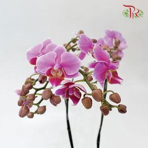 Mini Double Stems Phalaenopsis Orchid