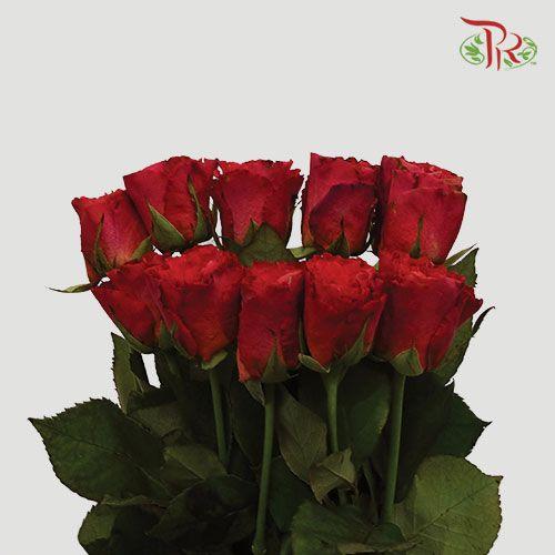 Rose - Red First Kiss (20 Stems) - Pudu Ria Florist