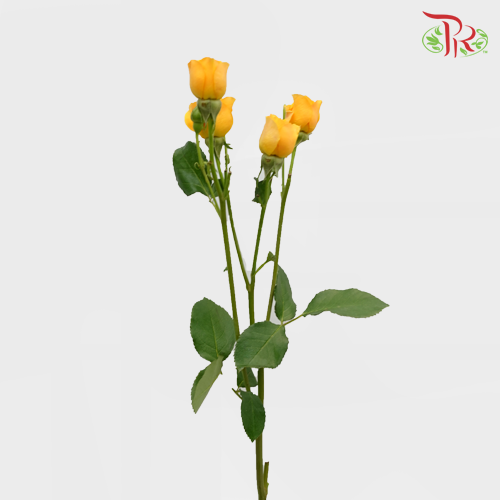 Rose Spray - Yellow (10 Stems) - Pudu Ria Florist