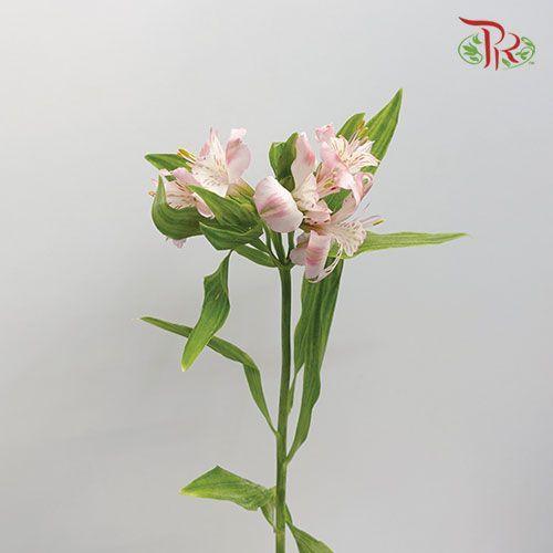 Alstroemeria - Light Pink (10 Stems) - Pudu Ria Florist