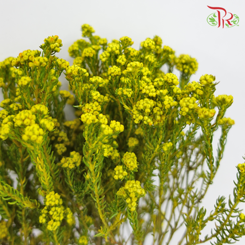Phylica Pinea Cerise - Yellow (Per Bunch) - Pudu Ria Florist