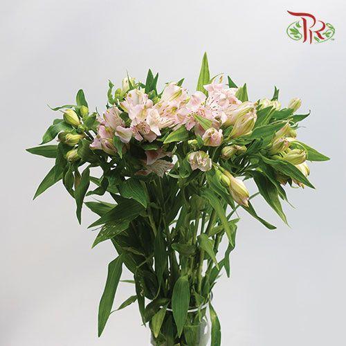 Alstroemeria - Light Pink (10 Stems) - Pudu Ria Florist