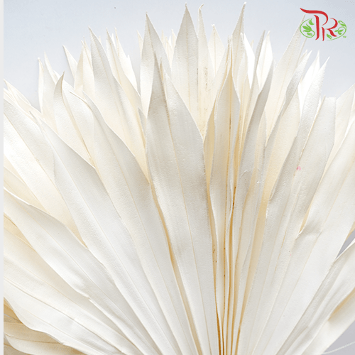 Dry Palm White (5 stems) - Pudu Ria Florist