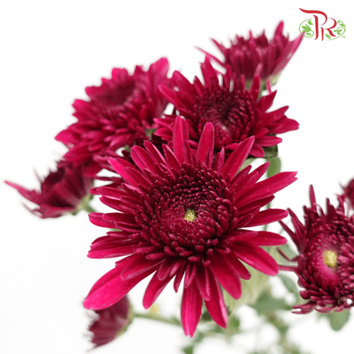 Chrysanthemum Pompom - Maroon (12 Stems) - Pudu Ria Florist