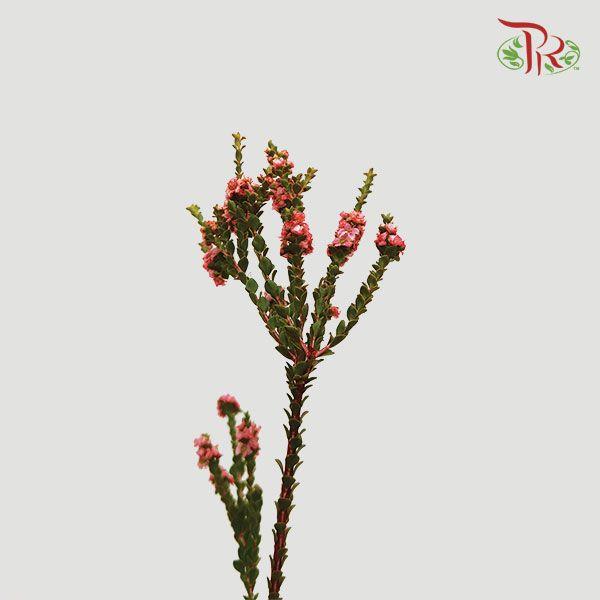 Snowflake Double- Red (Per Bunch) - Pudu Ria Florist