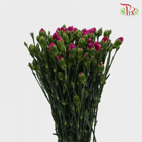 Carnation Spray - Purple (19-20 Stems) - Pudu Ria Florist