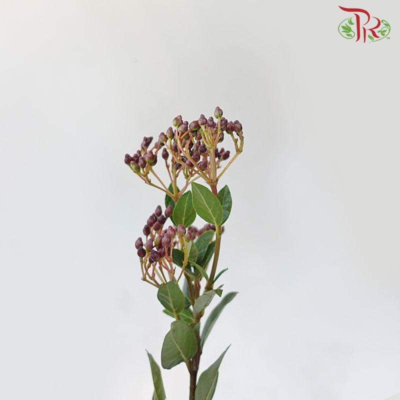 Viburnum Tinus Berries - (8-10 Stems) - Pudu Ria Florist